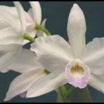 Laelia purpurata